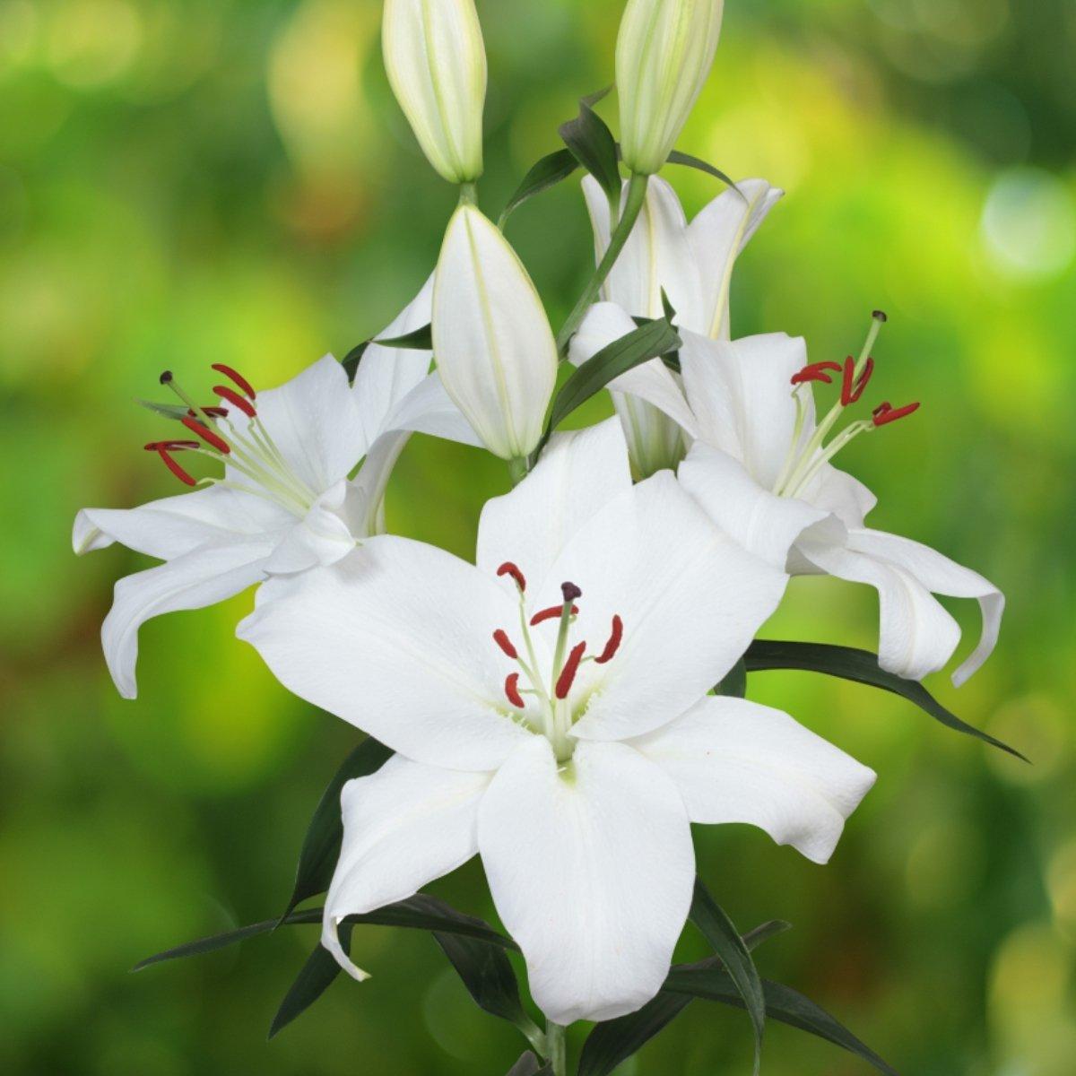 brunt LILY kozara リリー タン Lily Santander - Oriental Cut 14/16 | Leo Berbee Bulb Company